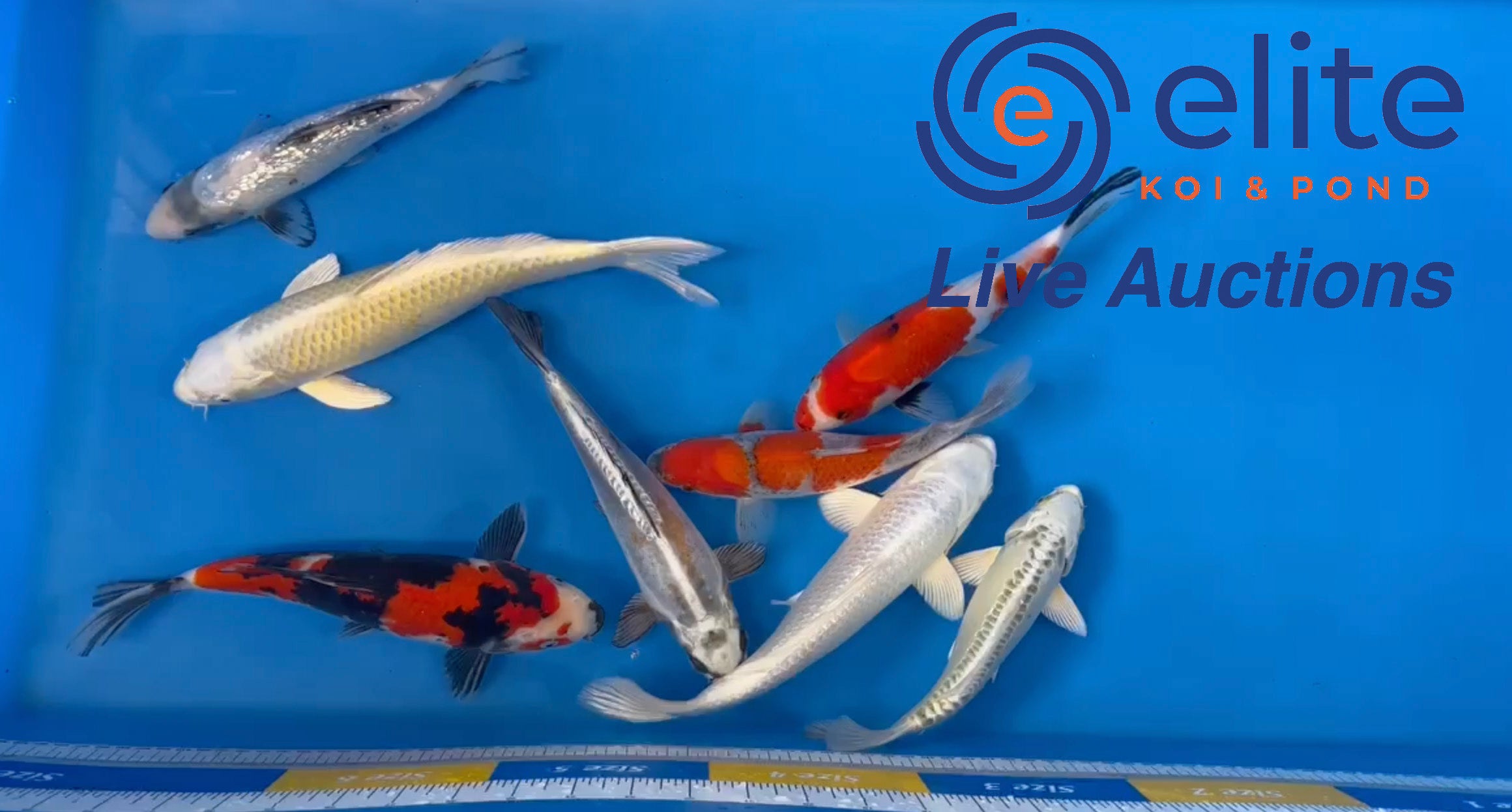 Live Auction Koi Selected for Saturday 4th of March