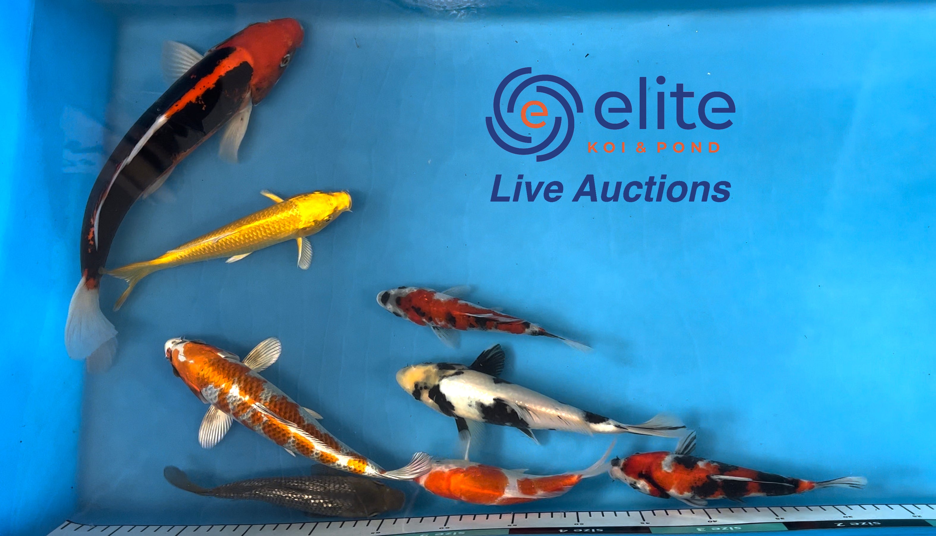 Live Auction Koi Selected for Saturday 15th July