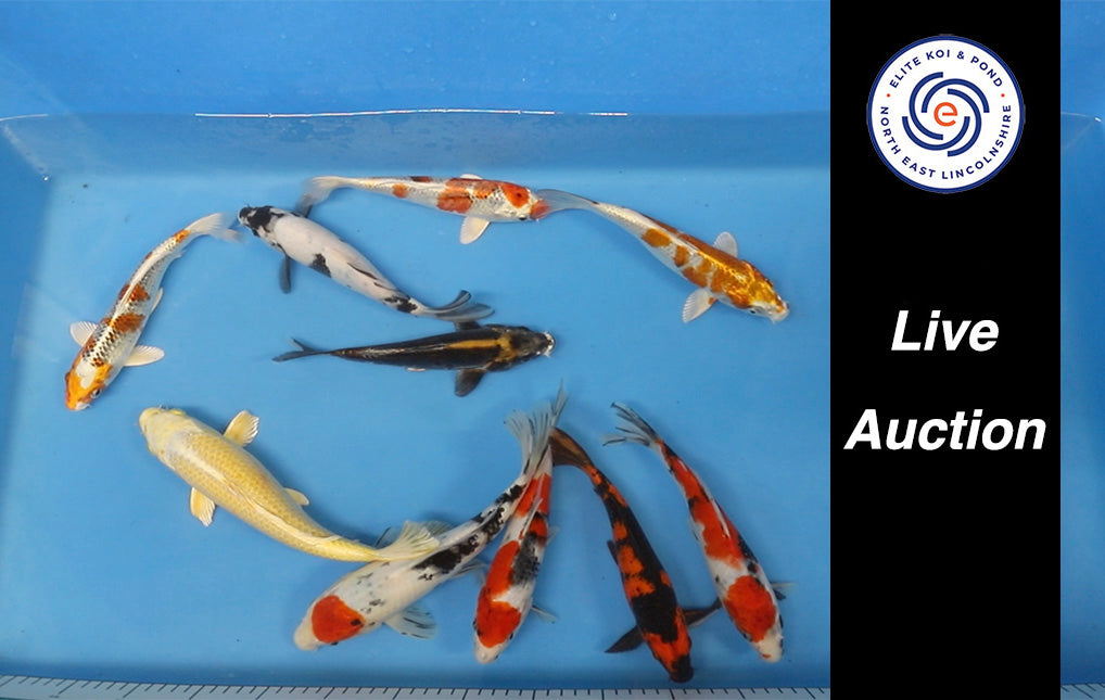 Join Our Weekly Japanese Koi Auction Livestream - 9th of November