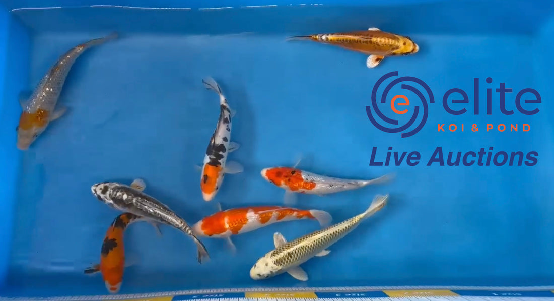 Live Auction Koi Selected for Saturday 15th of April