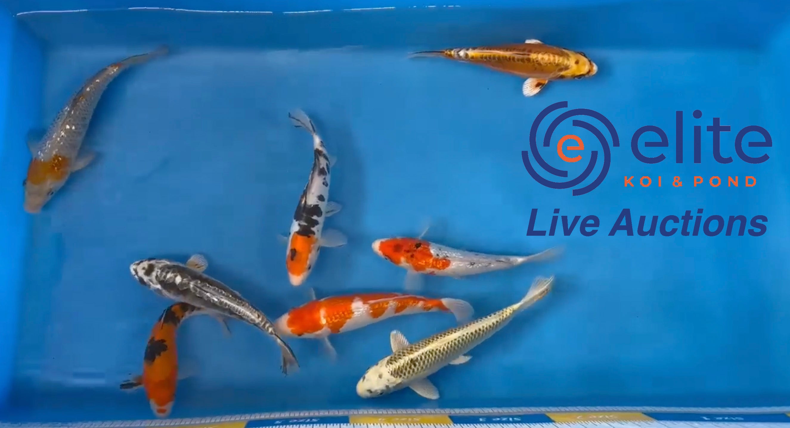 Live Auction Koi Selected for Saturday 15th of April