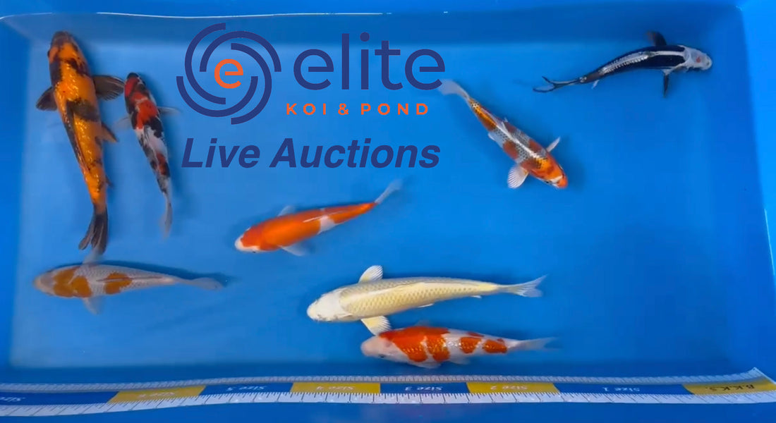 Live Auction Koi Selected for Saturday 4th February