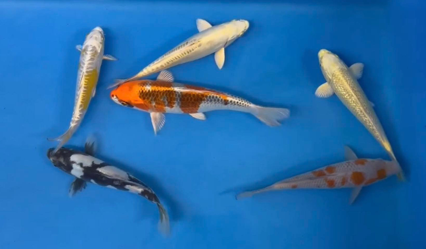 Live Auction Koi Selected for Saturday 17th December