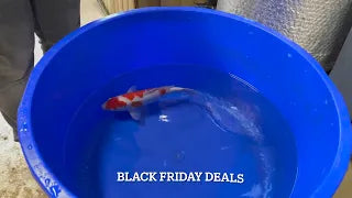 Elite Black Friday Koi Deals - Big Savings 