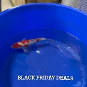 Elite Black Friday Koi Deals - Big Savings 