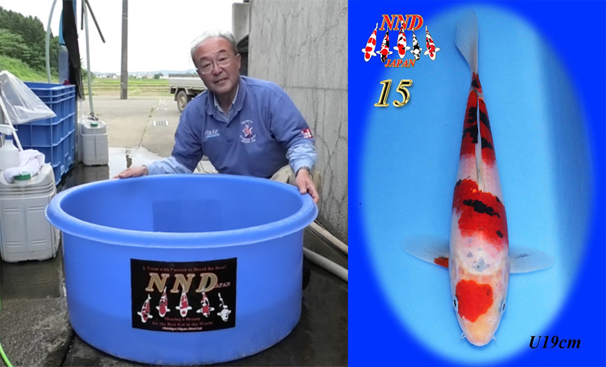 Amazing azukari experience top prize for the Macmillan Cancer Support Raffle