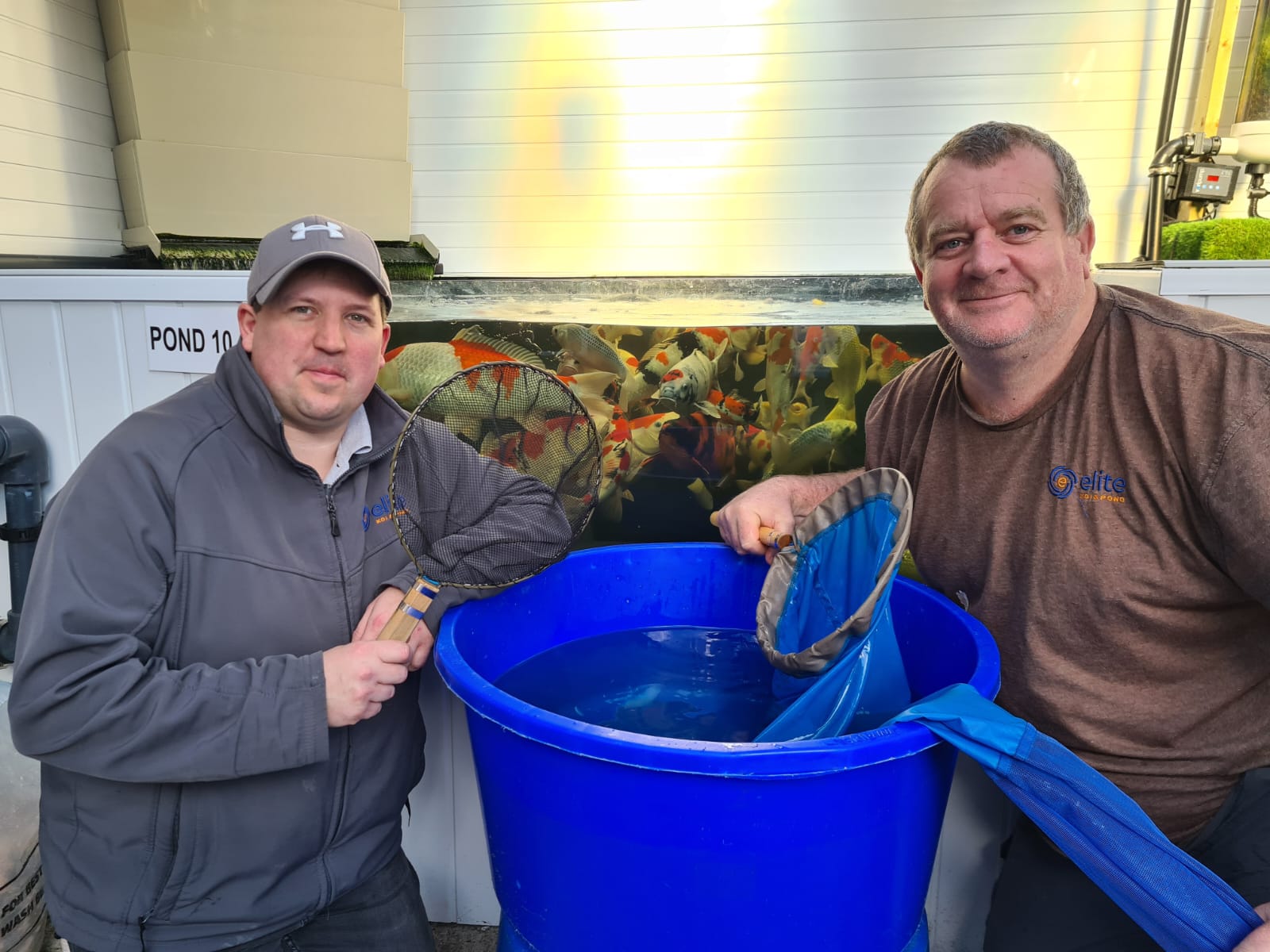 Selecting Koi for the Website - These Koi can be overwintered FOC