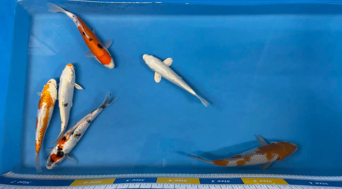 Elite Koi Live Streamed Japanese Koi Auctions - How They Work