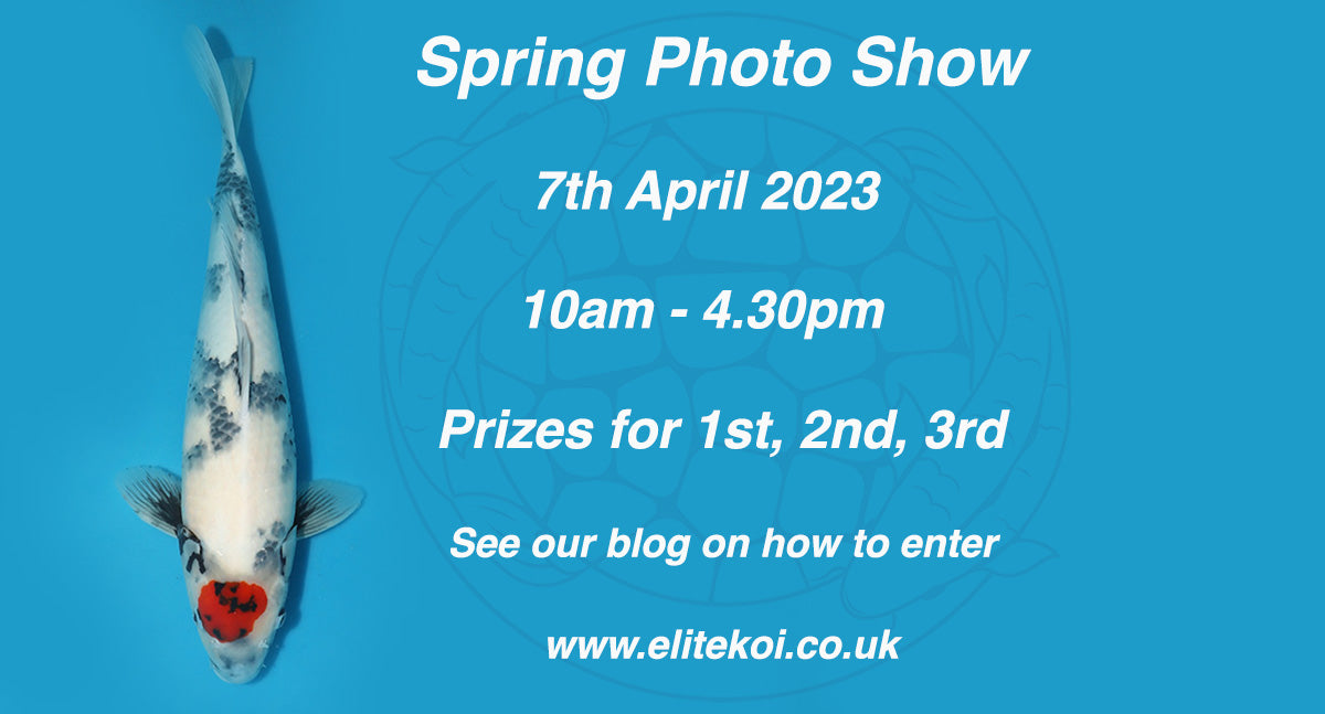 Take Part In Our Spring Koi Show 2023