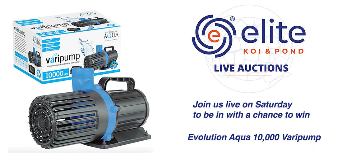 Elite Koi's Saturday Live Koi Auction