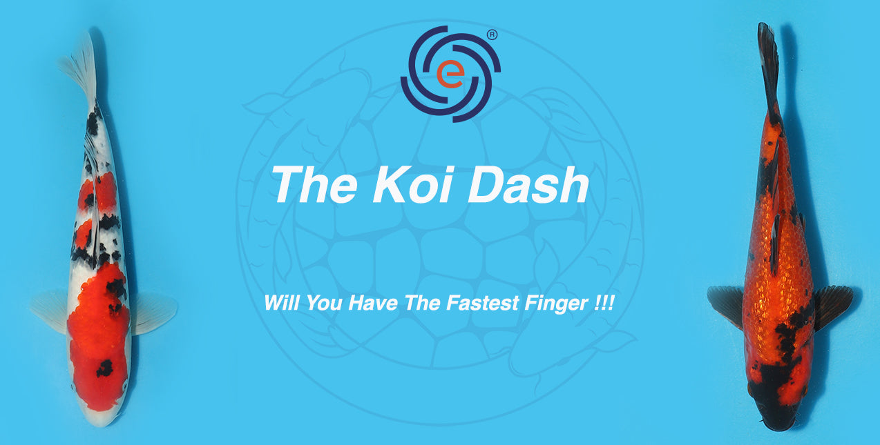 The Koi Dash - First Come, First Served for Your Favourite Fish