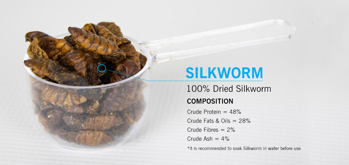 Evolution Aqua Silkworm Pupae