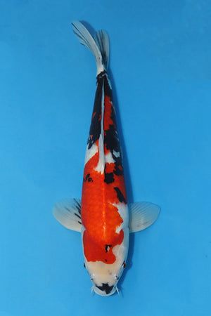 EK2835-Showa-56cm-Gosai-Isa-KoiforSale-EliteKoi