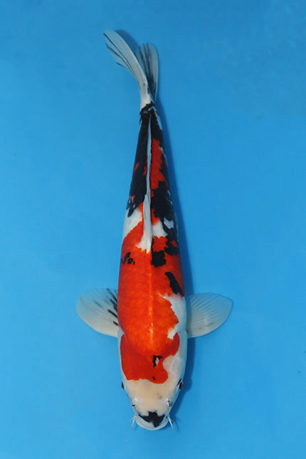 EK2835-Showa-56cm-Gosai-Isa-KoiforSale-EliteKoi