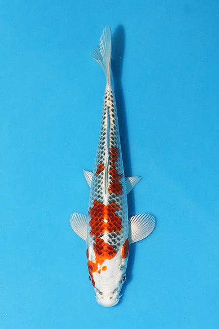  the Tosai Kujaku! This exquisite koi fish is the epitome of beauty and grace, with its vibrant orange and black scales shimmering in the sunlight