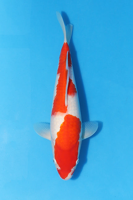The 33cm Tosai Kohaku from NND Koi Farm is a young koi fish that measures 33 centimeters in length. It belongs to the Kohaku variety, which is characterised by its white body and red markings