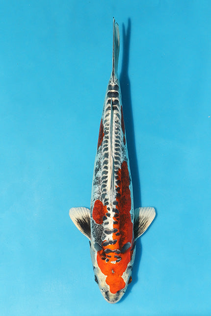 Very high quality Beni Kikokuryu , The Skin quality, lustre and pattern is very good and the Koi has a very strong  Body shape.