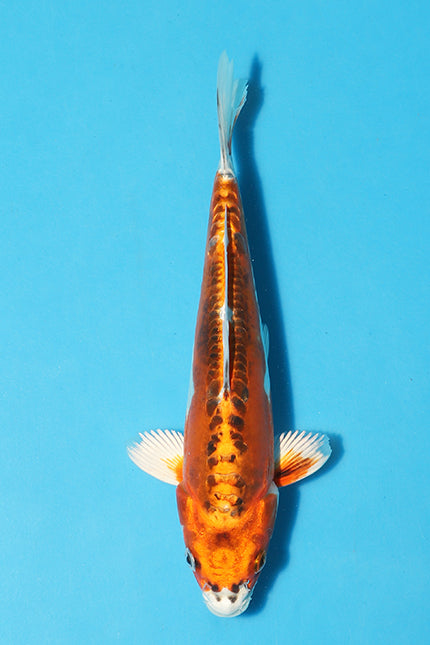 The Skin quality, lustre and pattern is very good and the Koi has a very strong  Body shape.