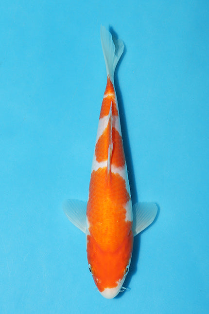 Kohaku is a popular variety of Japanese koi, known for its vibrant red and white coloration. 