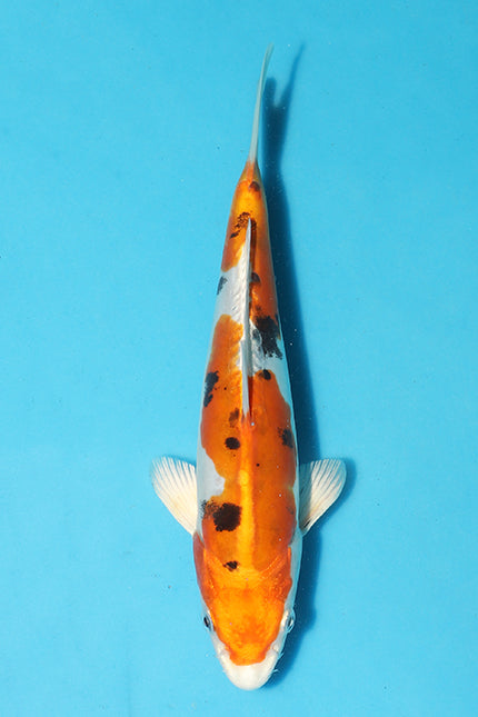 This stunning fish boasts a vibrant Orange, Black and White pattern that will catch the eye of anyone who sees it. Its sleek and elegant body is a testament to the care and attention it has received from the expert breeders at Koshiji (Kase) Koi Farm.