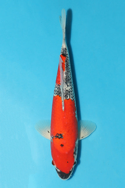 Goshiki koi are highly sought after by koi enthusiasts and collectors due to their vibrant and eye-catching appearance.This Goshiki has a nice Beni pattern and nice development of Grey colour.