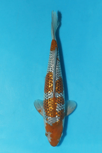 This stunning ochiba has a superb pattern and strong body shape. Its unique and eye-catching pattern is a result of its beautiful ochre and brown coloration, which is complemented by a striking metallic sheen