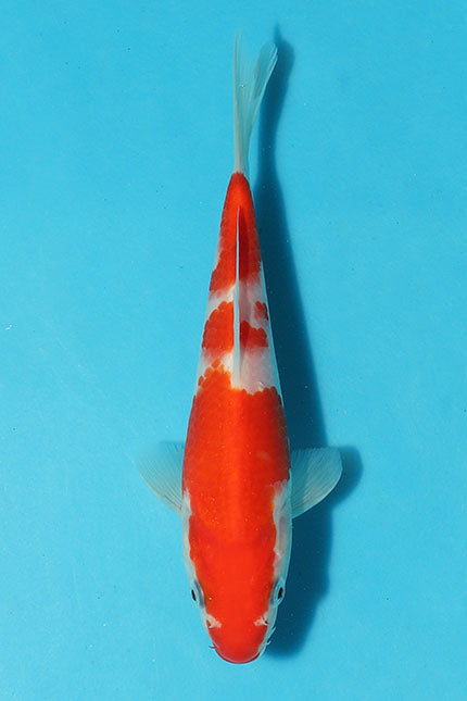 This kohaku fish is known for its stunning appearance, characterized by its vibrant red beni (colouration) and beautiful white skin.