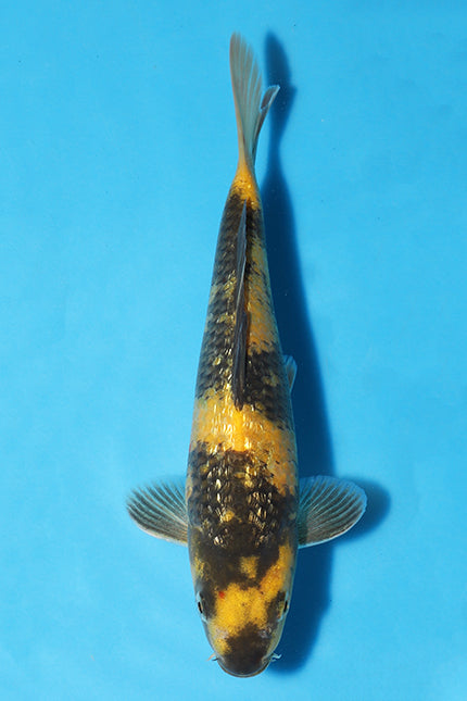 The stunning Ki Utsuri is a beautiful koi fish variety that stands out with its vibrant yellow colour.  