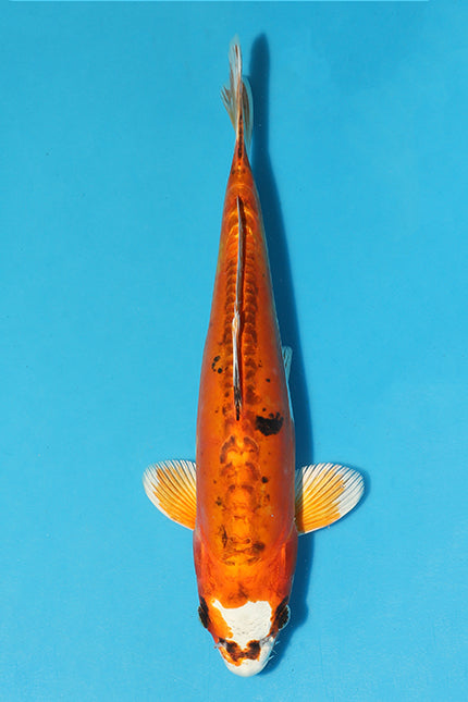 Very high quality Beni Kikokuryu , The Skin quality, lustre and pattern is very good and the Koi has a very strong  Body shape.
