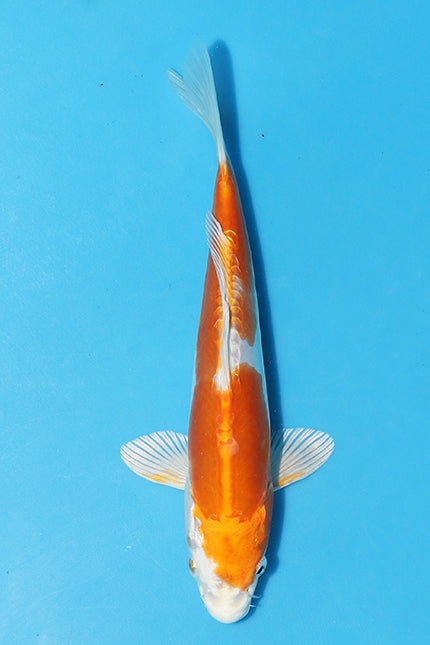 Kikusui is a smooth skinned metallic Koi with an orange and white skin. Very Good body shape, excellent lustre and big frame on this young Japanese Koi. This Koi Carp has been bred by Kase Koi Farm.