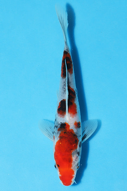 Kase Showa have been very popular at Elite Koi especially through the live auctions. They have a very distinct thick Sumi (black), superb Red (Beni) skin and crisp Shiroji (White)