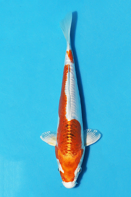  The Skin quality, lustre and pattern is very good and the Koi has a very strong  Body shape.