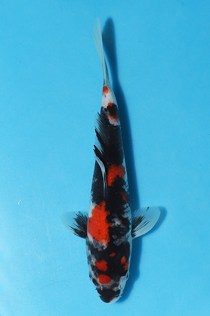 Kase Showa have been very popular at Elite Koi especially through the live auctions. They have a very distinct thick Sumi (black), superb Red (Beni) skin and crisp Shiroji (White).