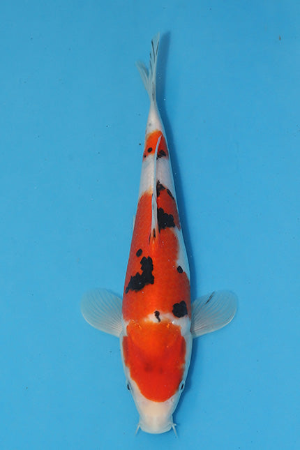 Boxing Day Sale - Sanke