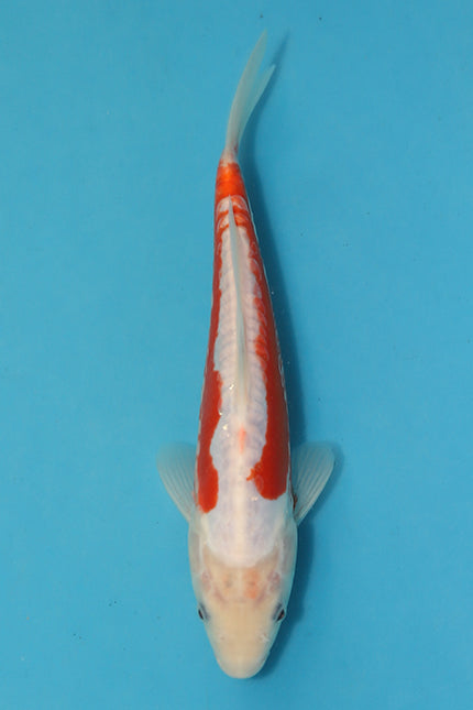 Kousui