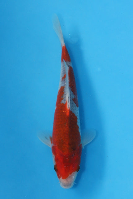 Goshiki