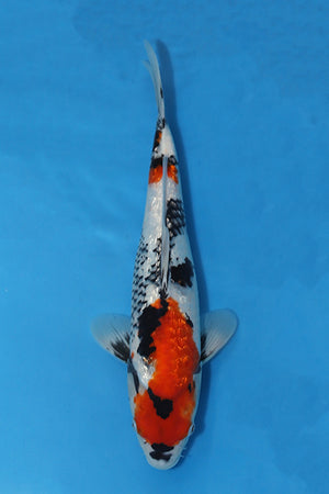 Boxing Day Sale - Ginrin Showa