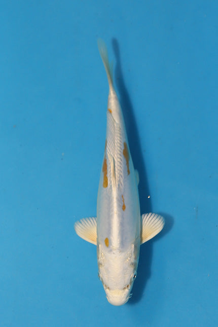Doitsu Hariwake - Sansai - EK6930 - Koi Carp For Sale