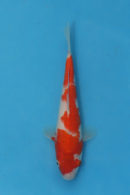 EK5930 -  Goshiki  - Tosai - Oofuchi - 19cm 