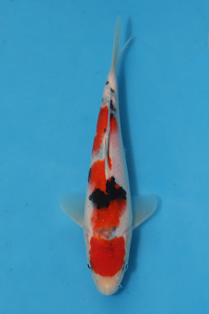 EK5934 -  Sanke  - Tosai - Oofuchi - 21cm 