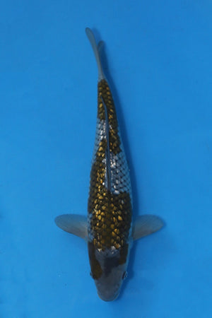 Boxing Day Sale - Ginrin Ochiba