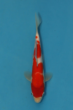 Kohaku