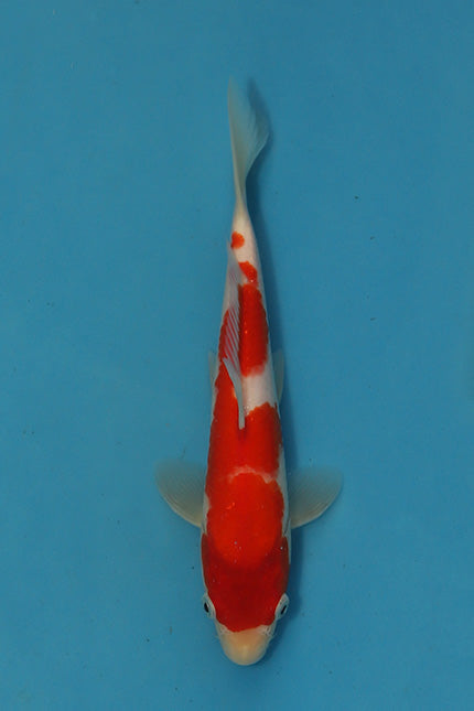 Kohaku