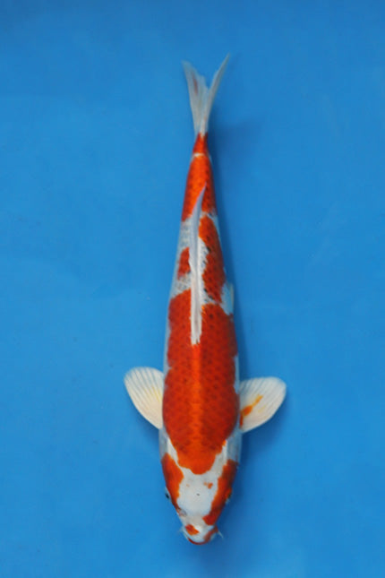 https://www.elitekoi.co.uk/cdn/shop/files/EK6248-Kujaku-44cm-Nisai-Maruhiro.jpg?v=1751376594&width=300