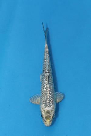 Kawarigoi