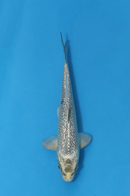 Kawarigoi