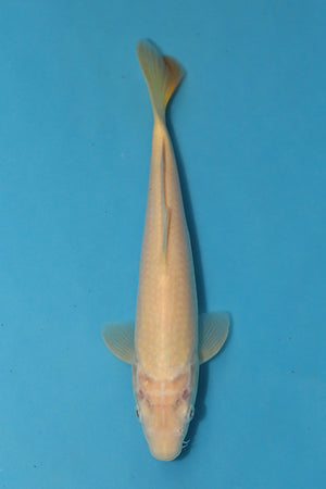 EK6551-RedEyedKarashigoi-28cm-Nisai-Maruhiro