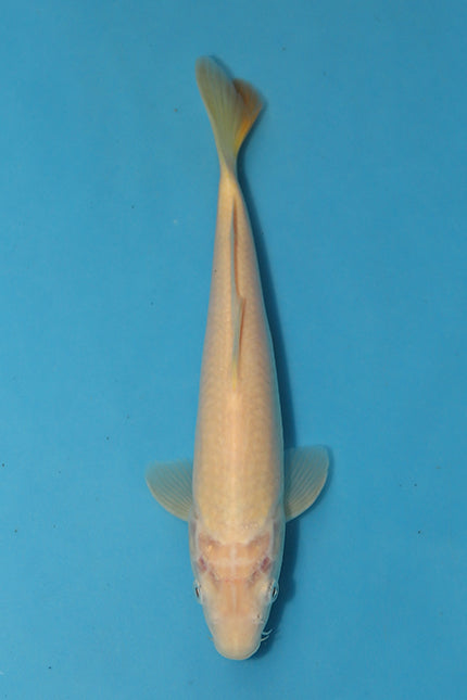 EK6551-RedEyedKarashigoi-28cm-Nisai-Maruhiro