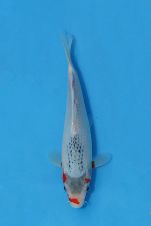 🌟 Harvest of Excellence: Maruhiro Growout 2025 🌟  - Asagi