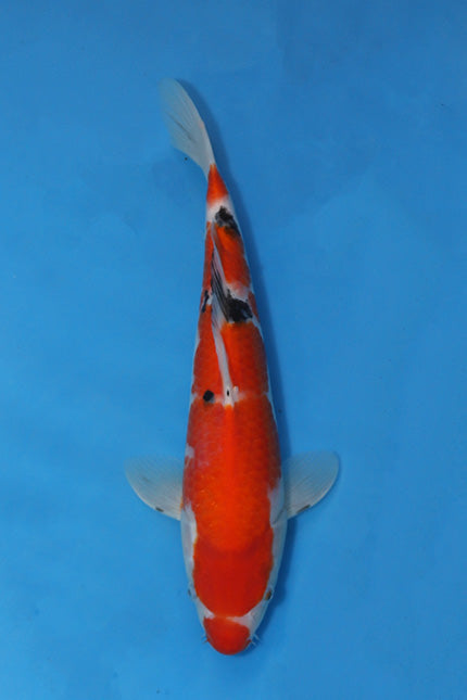 🌟 Harvest of Excellence: Maruhiro Growout 2025 🌟  - Sanke